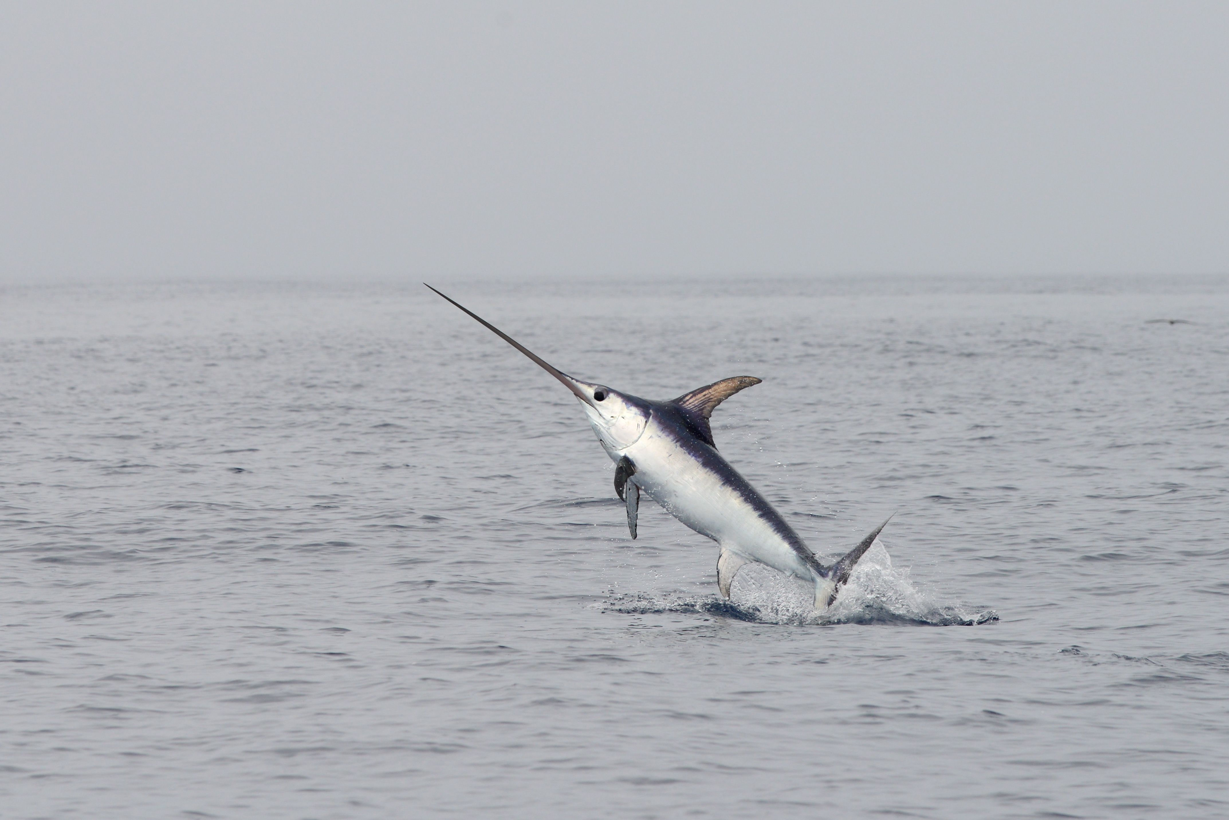 swordfish leaping out of the ocean